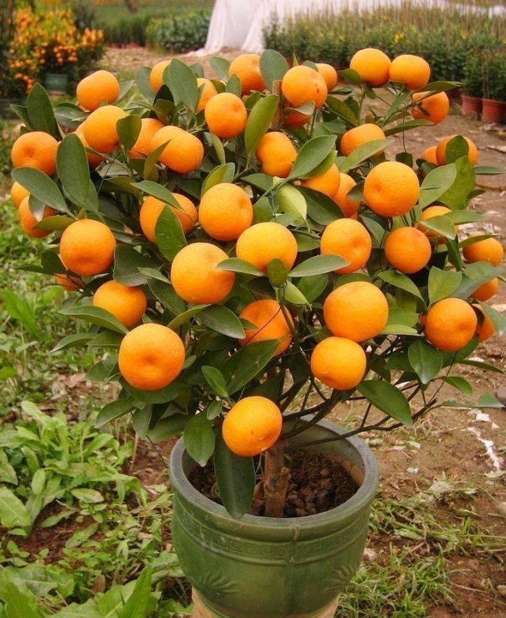 Frutíferas